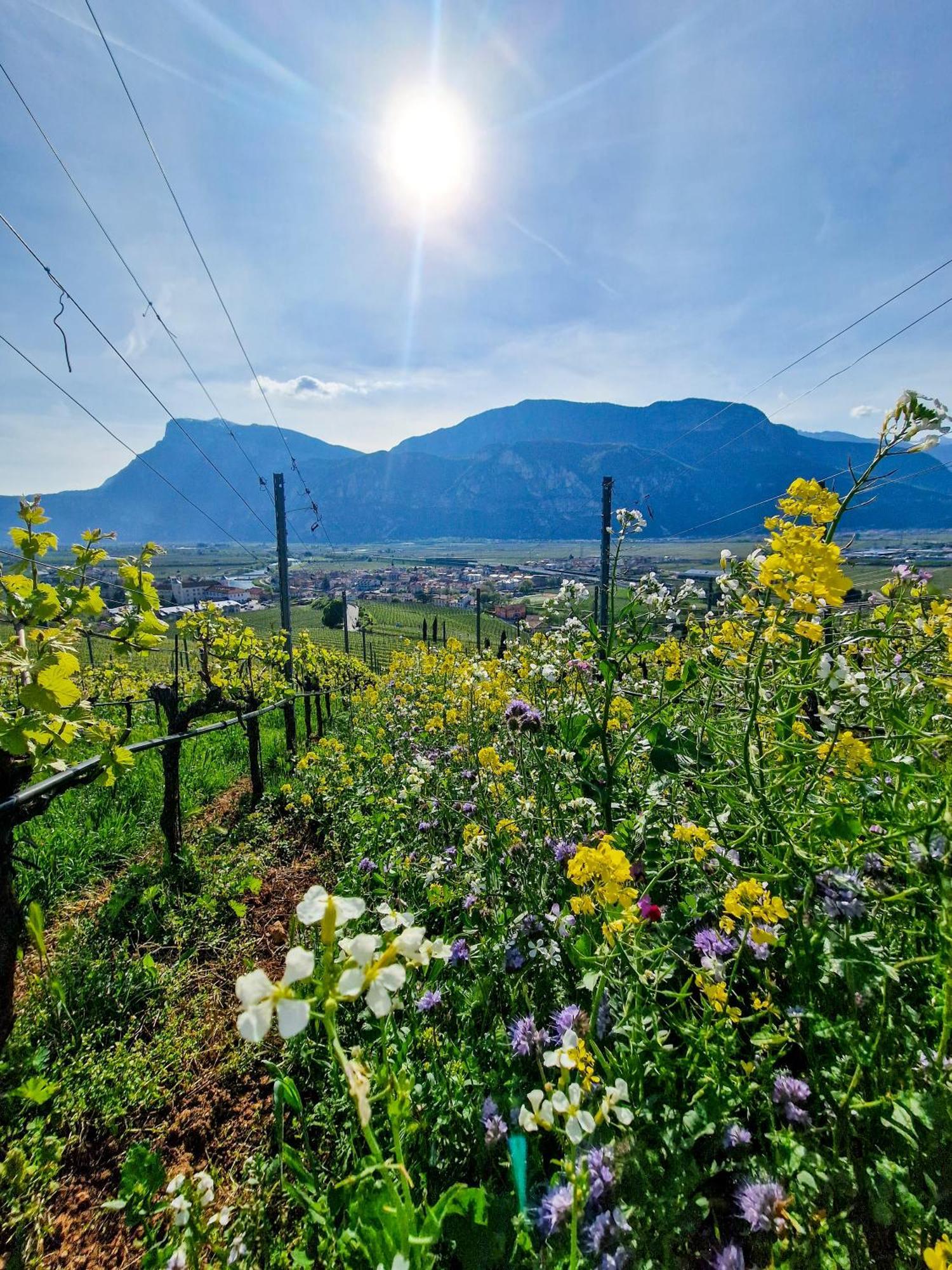 Hotel Garni La Vigna - Adult Friendly San Michele allʼAdige Kültér fotó